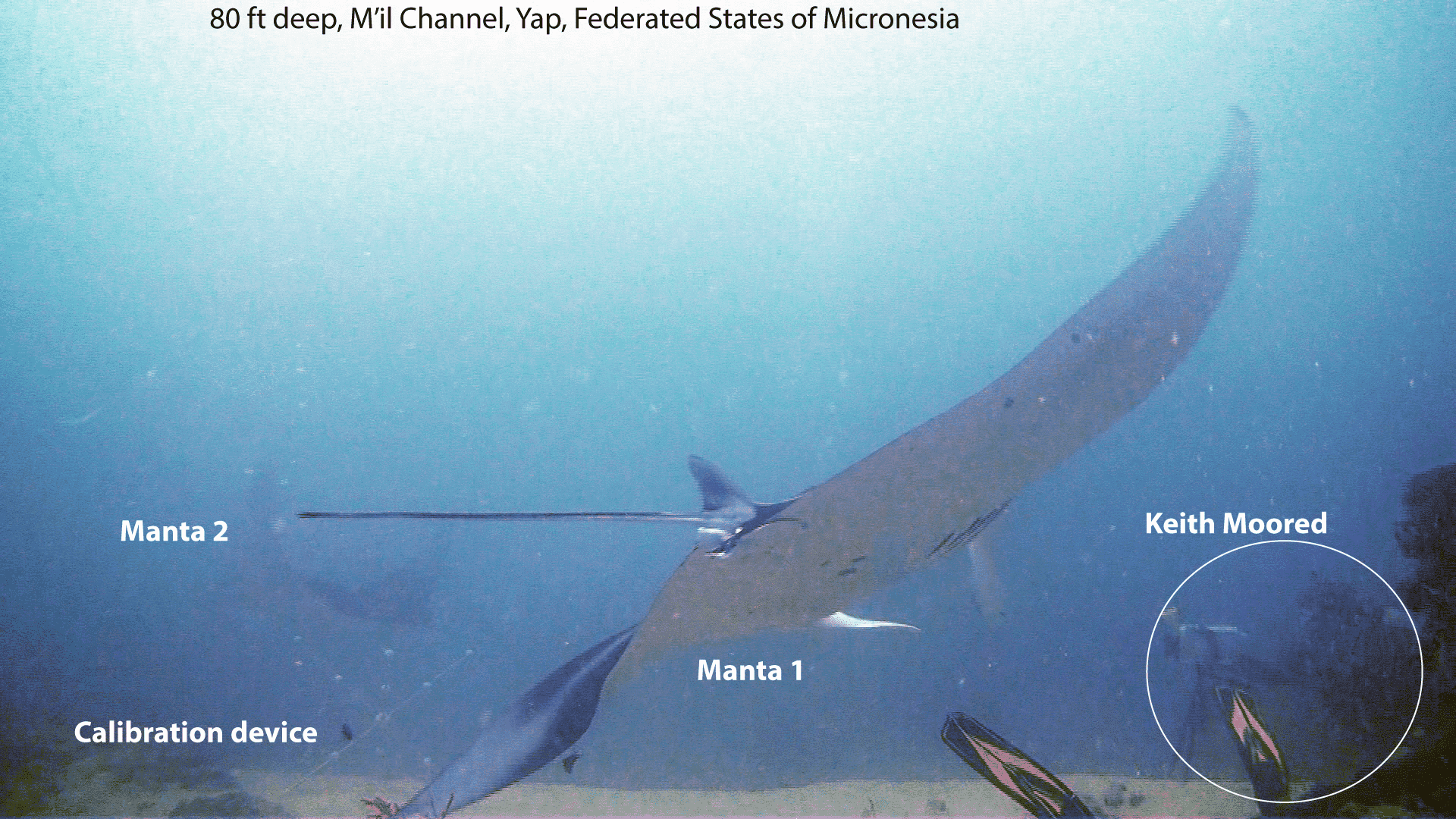 Rossin Connection Podcast: Keith Moored manta rays