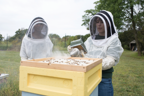 Helen Tynes beekeeping