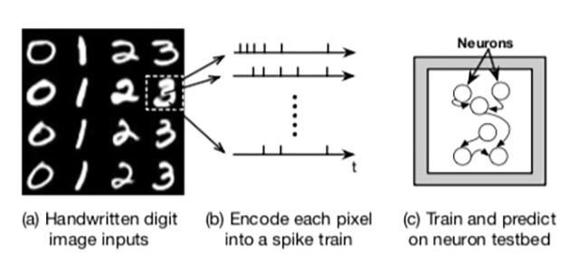 Running image recognition on living neuron testbed