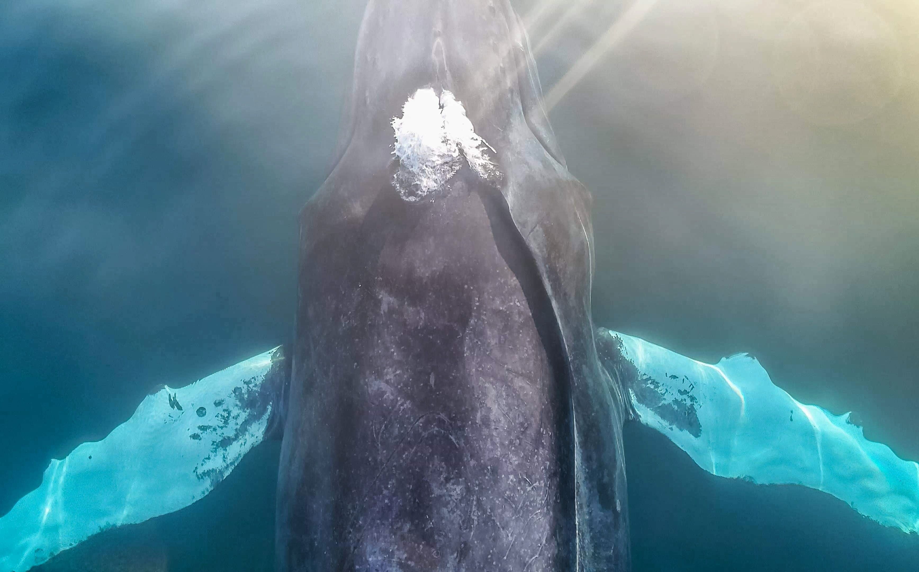 Whale