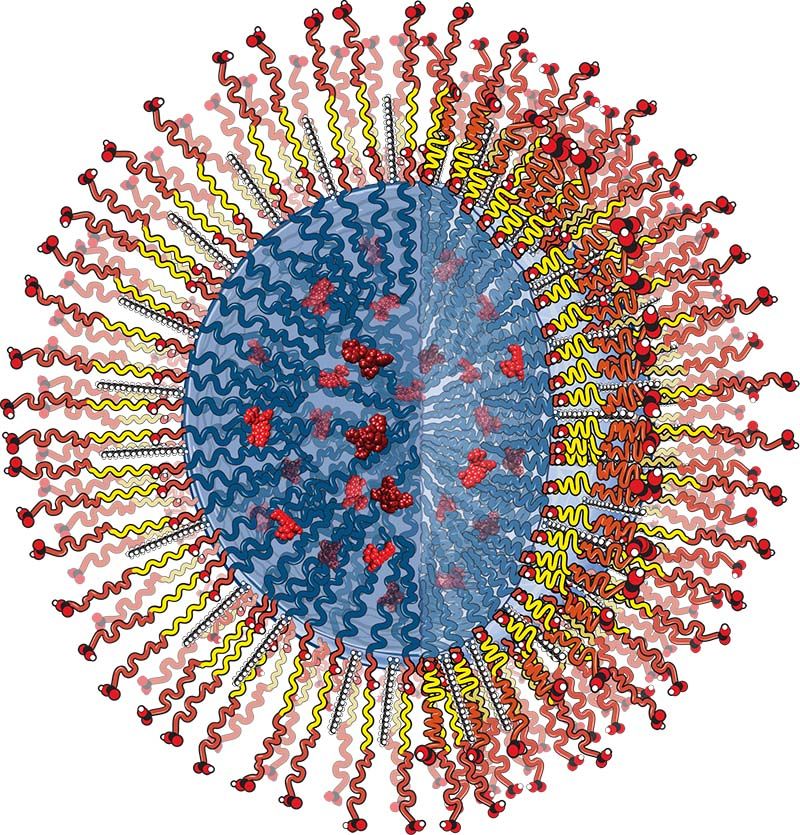 Drug releasing biodegradable polymer nanoparticle for stimulating elastic matrix neoassembly