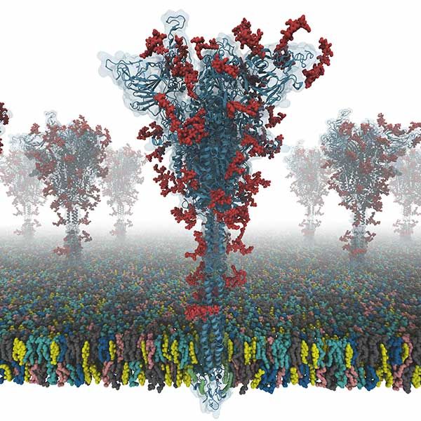 S protein model image COVID-19
