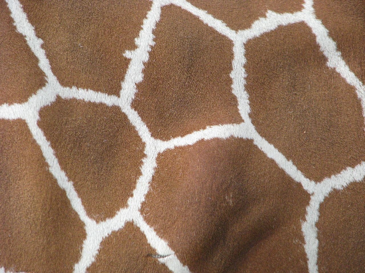 Giraffe fur