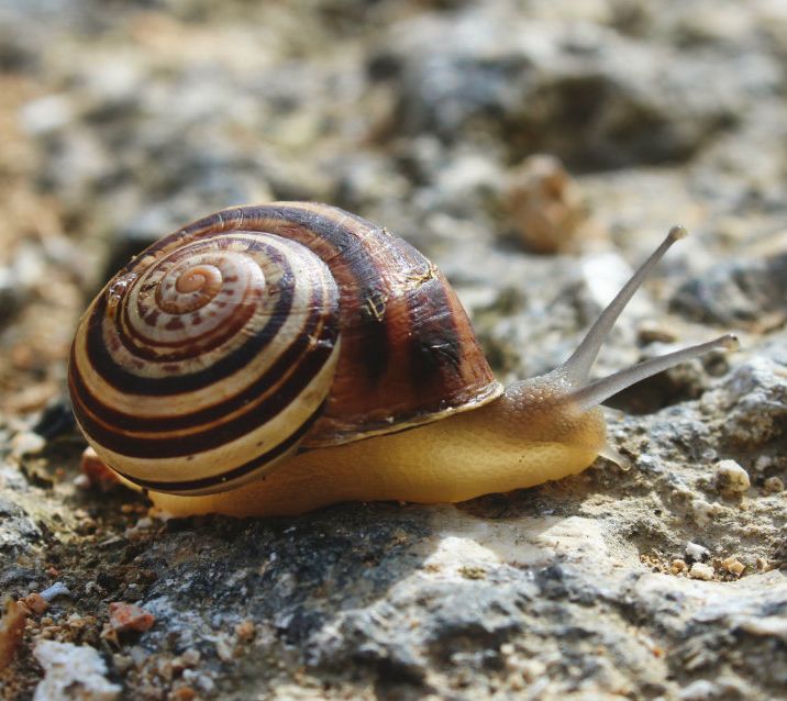 Snail photo by iStock/Tennessee Witney