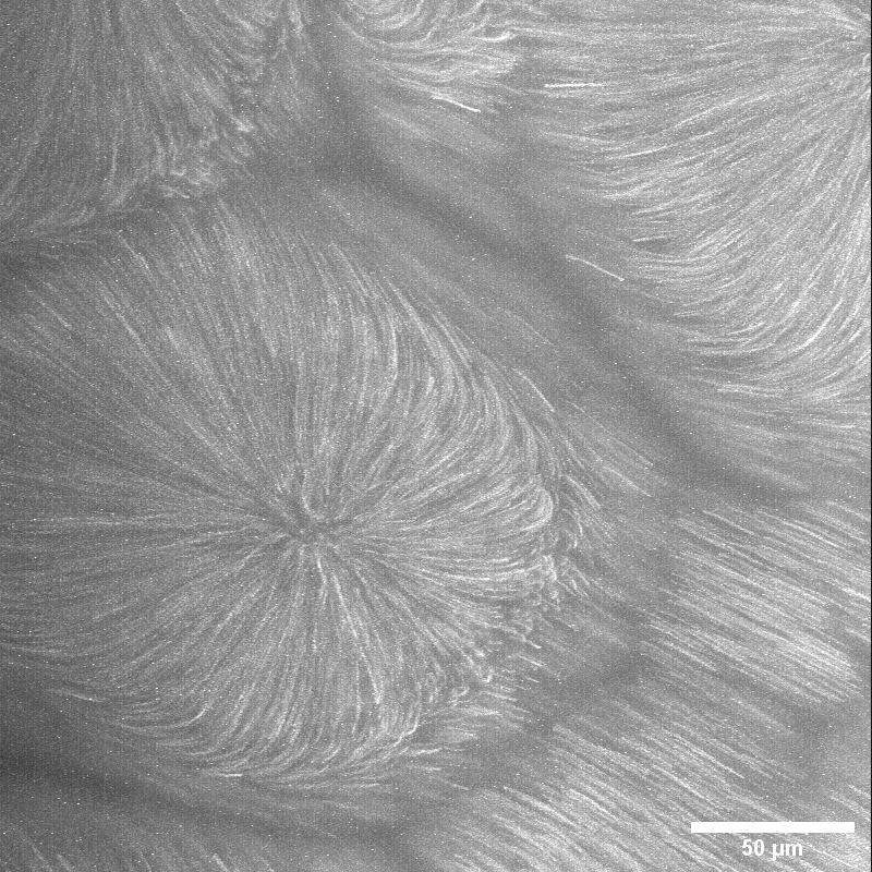 cell formation during drying that results in defects