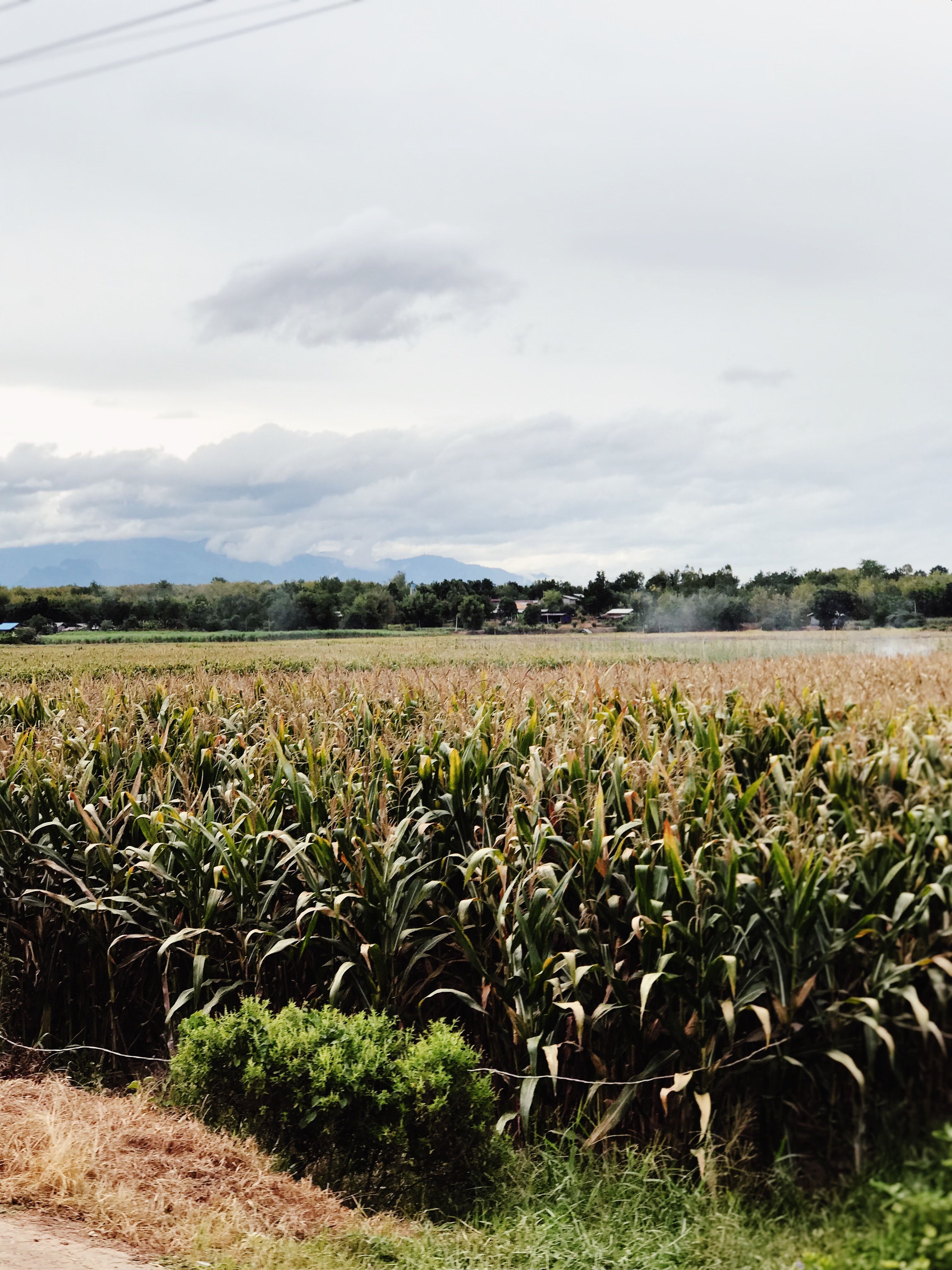 Photo of farmland by Milly Vueti on Unsplash
