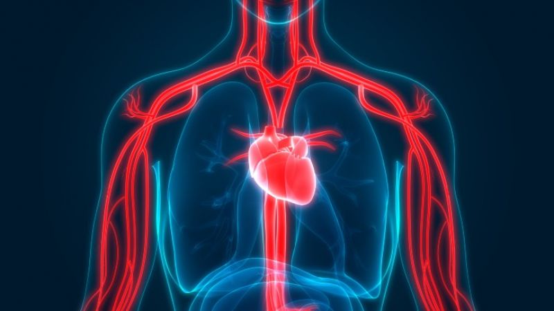 human circulatory system illustration by iStock/magicmine