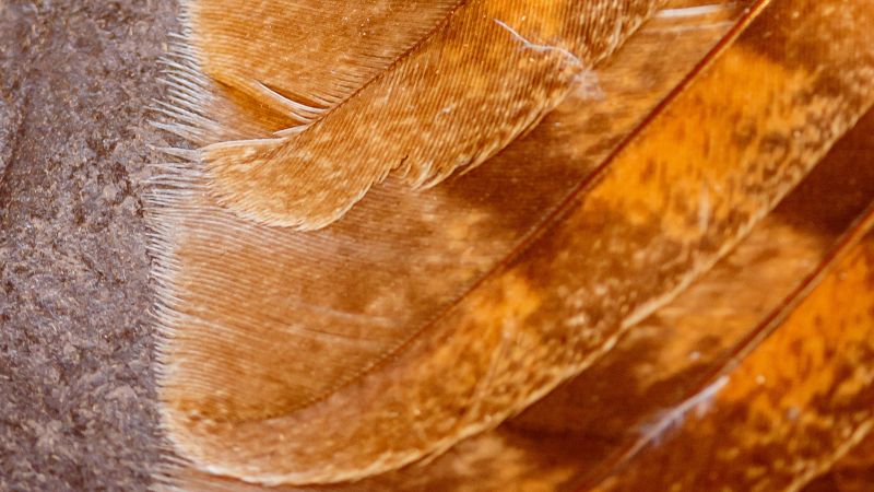 Closeup of owl wing