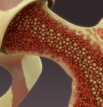Illustration of bone marrow in hip joint 