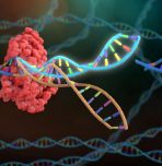 Artist rendering of CRISPR gene editing technology; Credit: Nathan Devery com/Adobe Stock