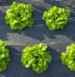 Lettuce patch covered with plastic mulch (MaciejBledowski/Adobe Stock)