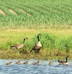 Canada geese by a cornfield with pond
