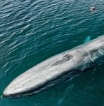 Aerial view of drone tagging a blue whale. Credit Christian Miller/Ocean Alliance