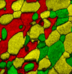 Electron backscatter diffraction phase map