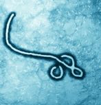 Ebola virus / credit: iStock/Nixxphotography
