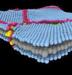  Atomic structure of molybdenum disulfide 2D material