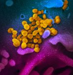 Novel Coronavirus SARS-CoV-2