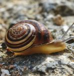 Snail