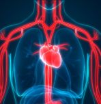 human circulatory system illustration by iStock/magicmine