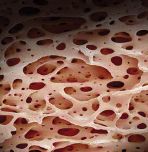 Lehigh researchers are "one step closer to unlocking the mystery of the bio/nano interface"