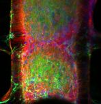 Neural organoid in a 3D printed scaffold