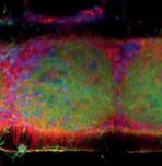 A neural organoid in a 3D-printed scaffold