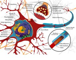 CHE 339 - Introduction to Principles of Neuronal Modeling and Computation
